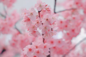 March 24 2025 Beautiful Cherry Blossom Flowers in Full Bloom Outdoors, Japan