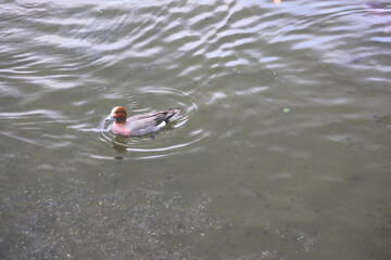 March 24 2025 a Single Duck Swimming Peacefully in a Serene, Japan