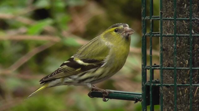 Male Eurasian Siskin (Spinus spinus) Feeding On A Nyjer, Or Niger, Seed Feeder