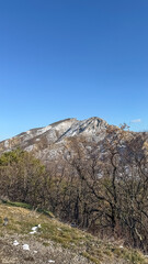 Mountain covered in snow and trees