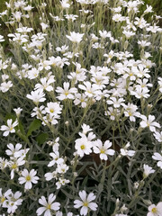Field of white flowers with yellow centers