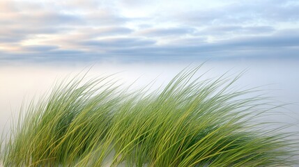 Fototapeta premium Lush Green Grass Swaying in Gentle Breeze Under Soft Cloudy Sky