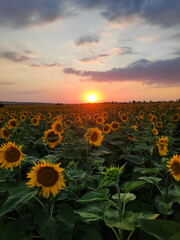 Fototapeta premium Field of sunflowers with a sunset in the background