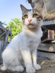 White and brown cat is sitting on a wooden fence