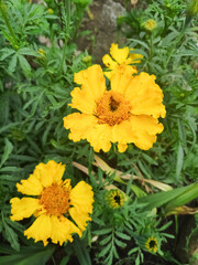 Two yellow flowers with brown centers