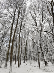 Snow covered forest with trees