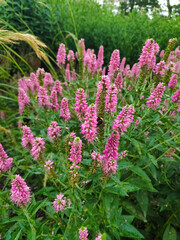 Bunch of pink flowers with a bee on one of them
