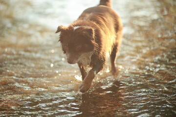 Dog is walking in the water