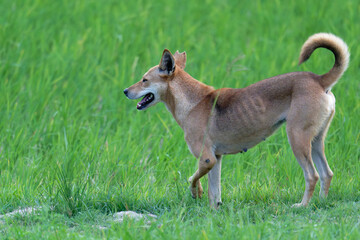 A skinny stray dog is running through the field