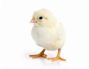Obraz premium Cute Yellow Chick Standing on White Background
