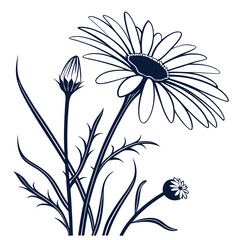 Wild daisy flower silhouette on white background.