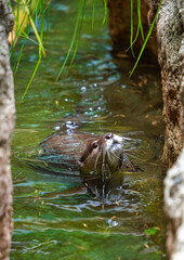 顔を覗かせるカワウソ