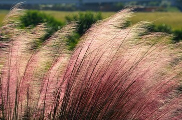 Pink Muhly Grass