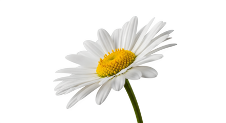 A silver dumbbell with plates on a black studio background    .ai generative, transparent background, white background. isolated on white background