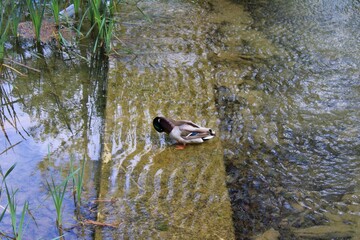 duck in the pond