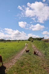Group of dogs are running down a dirt road in a field
