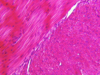 Histology Microscope Image of Mammal Circular and Longitudinal Smooth Muscle Layers (400x)
