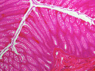 Histology Microscope Image of Dog Colon with Columnar Epithelium and Goblet Cells (100x)