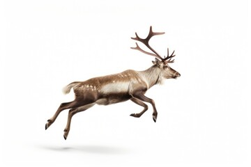 Fototapeta premium Wildlife animal mammal antler.