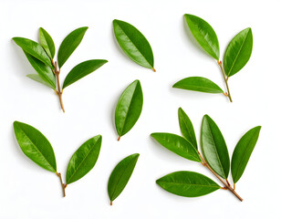 Obraz premium Fresh green leaves collection on white background for design element