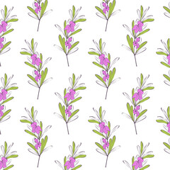 Rosemary pattern, hand drawing, branch with flowers and leaves, on white background.