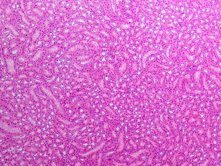 Histology Microscope Image of Mammal Kidney Cuboidal Epithelium (400x)
