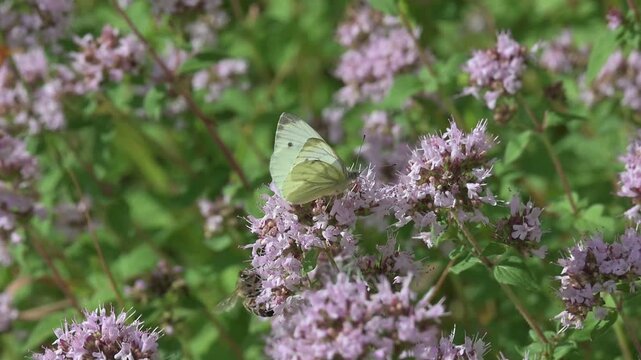 Green-Veined White butterfly (Pieris napi) and a Honey Bee (Apis mellifera) feeding on Wild Marjoram flowers (Origanum vulgare) July, Kent, UK [Slow motion x10]