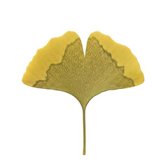 Single yellow ginkgo biloba leaf in autumn
