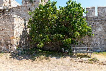 Green tree provides shade near historic stone wall in warm afternoon sun at a quiet outdoor area
