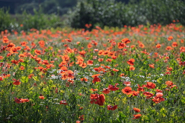 A very colorful flowering meadow in the full bloom of summer.