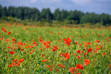 A very colorful flowering meadow in the full bloom of summer.