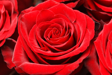 Red rose closeup. Fresh blooming petals. Romantic love flower. Nature beauty in detail. Floral texture background. Wedding and Valentine's Day symbol. Elegant natural blossom for decoration.