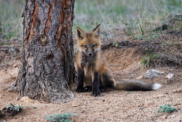 adorable curious fox kit sitting by tree looking at photographer