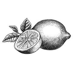 Lemon with leaves and slice in botanical illustration style  