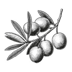Olive branch with leaves and ripe olives in botanical illustration  