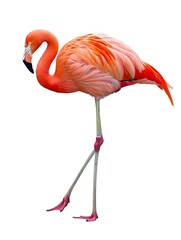 Obraz premium Vibrant flamingo with elegant long legs stands gracefully on white background, showcasing striking plumage