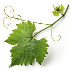 Fresh green grapevine leaf and curly tendril growing, isolated on transparent background, ideal for wine 