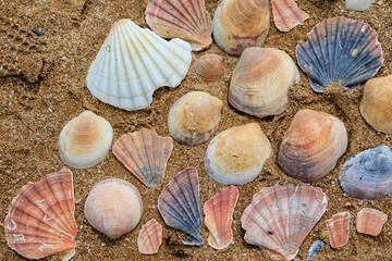 Backgroud with colorful shells 