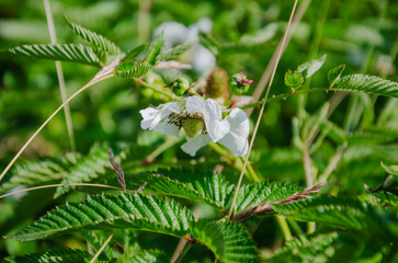 Rubus hirsutus blooms with large white flowers