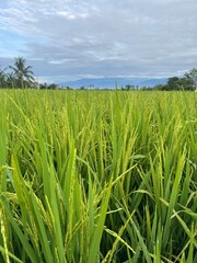 Lush green rice paddy field under a vast sky with distant mountains, embodying agricultural abundance and natural beauty.