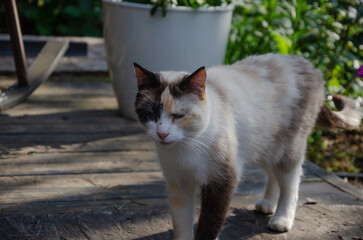 Cat walking in garden, outdoor colorful cat in summer