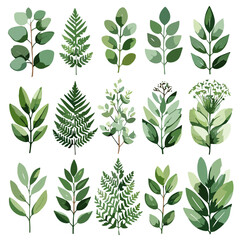 Watercolor botanical clipart collection on white background