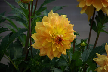 Dahlia jaune en été au jardin