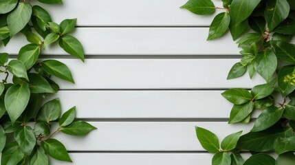 Green leaves climbing on a clean white wooden wall with horizontal planks, creating a natural border.