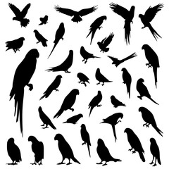 Birds Sillihutte different different pose 