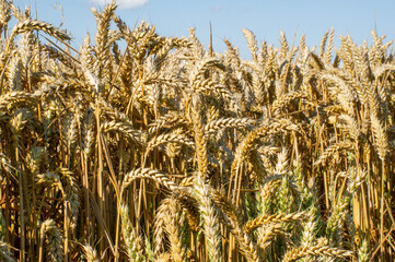 golden wheat field background