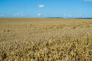 Naklejka premium golden wheat field and blue sky in summer in ukraine