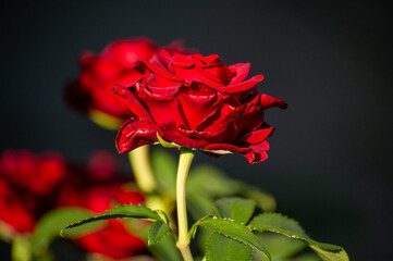 single red rose on a black background