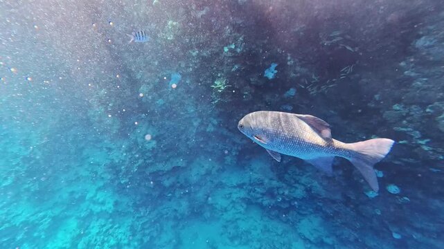 Humpnose big-eye bream (Monotaxis grandoculis) swims slowly downward against the background of a blue water column penetrated by the sun's rays, close-up.