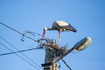 white stork holding dry grass in its beak to build a nest